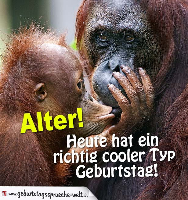 Zwei Affen flusstern sich was zu