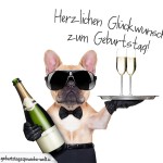 Cooler hund als Glückwunschkarte zum Geburtstag