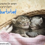 Geburtstagskarte mit Katzenbabys