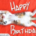 Happy Birthday - Katze schläft auf roter Decke auf dem Rücken