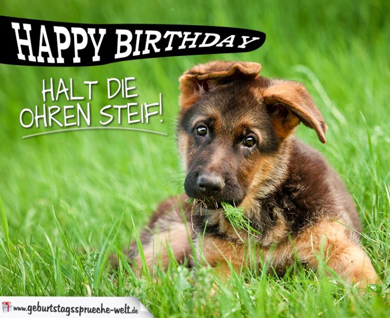 Happy Birthday Halt die Ohren steif! Sprüche zum Geburtstag